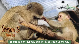 A new life for orphaned baby monkeys is the reward their caregivers get to see.