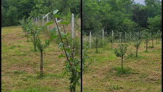 Tăierile in verde și de formare la prunii tineri  👍✅