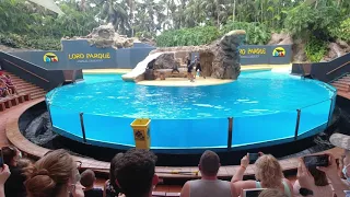 Sea lion show at Loro Park Tenerife