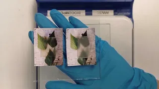 Transparent wood can store and release heat (video)