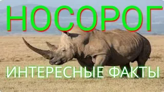 Интересные факты о 🦏носорогах🦏/перед вами самые интересные факты👀 о носорогах.