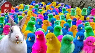 Catching chickens colorful chickens Rainbow chickens cute animals 24 baby