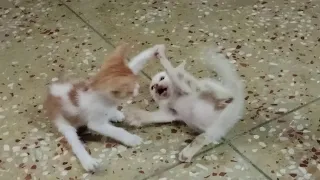 20 Minutes 2 Funny Kittens Video Compilation 2024   @Homelesshungrycats