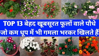 धूप कम आती हो तो ये 13 खूबसूरत फूलों वाले पौधे ज़रूर लगायें | Top 13 Flower Plants For Partial Shade