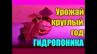 Гидропоника / Как выращивать овощи круглый год