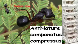 Сamponotus compressus в новом формикарии от AntNature