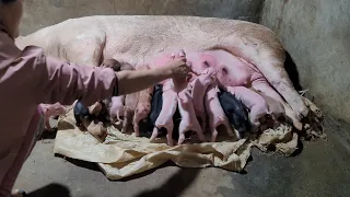 Caring, Midwifery for Sows to have many piglets.  # Country life