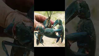 Worlds Biggest Crayfish? Australian Freshwater Giant Crayfish Species #yabbies #crayfish