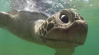 Robot Spy Turtle meets dolphins. Extraordinary filming!