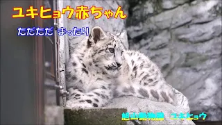 旭山動物園 ユキヒョウ（ジーマと赤ちゃん）おとなしい赤ちゃん