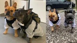 French Bulldogs Visit Ikea