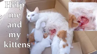 Trying to save Mama the cat || Mother cats adopted their kittens.