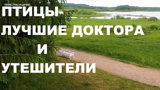 ПЕНИЕ СОЛОВЬЯ ИЗБАВЛЯЕТ ОТ УНЫНИЯ И ТРЕВОГИ.ДОВЕРЬТЕСЬ ПРИРОДЕ-ЭТО ЛУЧШИЙ ДОКТОР И УТЕШИТЕЛЬ.