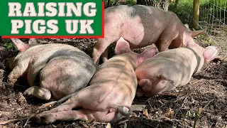 My first pigs are going to the slaughter house. Raising pigs UK. Grow your own food UK