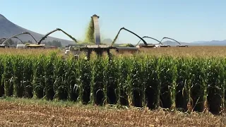 Corn Harvest...Arizona style!!!