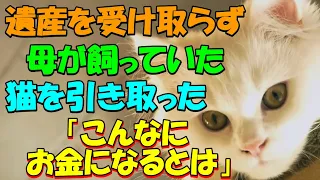 母が亡くなり遺産相続で揉めたが私は遺産を受け取らず母が飼っていた猫を引き取った ある日、あまりに鳴くので倉庫にいくとそこにはなんと・・猫の不思議な話