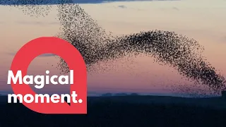 Mesemerising video shows huge murmuration of 30,000 starlings | SWNS