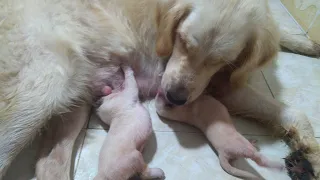 Mom Golden Retriever Licking Her Children - ASMR Dog Grooming