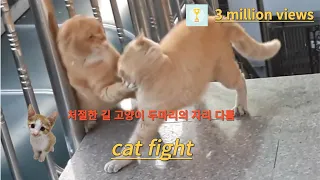 일상생활에서 발견한 고양이싸움 ㅣ Cat Fight 치즈태비 고양이 둘의 자리경쟁 street fight