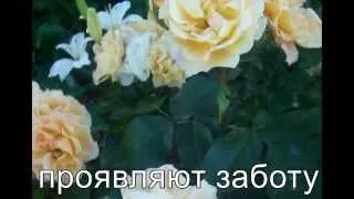 Значение желтых роз. Pозы в нашем саду