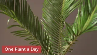 Cycas revoluta (Sago Palm) Houseplant Care — 325 of 365