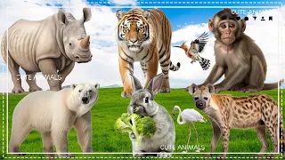 Amazing Sounds of Familiar Animals Around Us: Monkey, Rabbit, Hyena, Polar Bear,... - Animal Moments