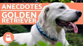 10 anecdotes sur le golden retriever