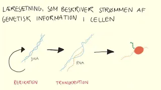 Genetik og molekylærbiologi - Det Centrale Dogme | Biotech Academy