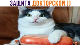 ЗАЩИТА ДОКТОРСКОЙ (колбасы) ))) Приколы с котами | Мемозг 1101