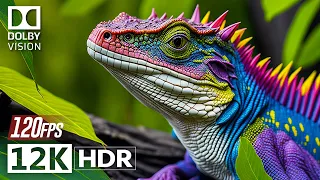 12K HDR Video ULTRA HD 120 FPS - Dolby Vision