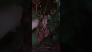 Виноград Анюта