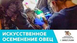 Технология искусственного осеменения овец породы лакон свежим семенем