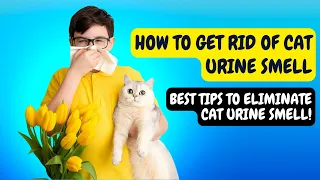 How to Get Rid of Cat Urine Smell: Top Tips and Tricks