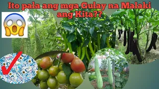 Mga Gulay Na Malaki Ang Kita