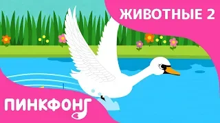 Леведи | Песни про Животных | Пинкфонг Песни для Детей