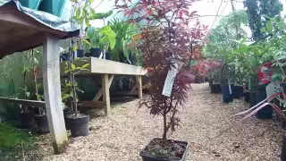 Acer palmatum 'Skeeter's Broom' 3L Pot at Big Plant Nursery in West Sussex, UK