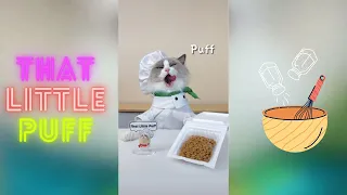 Cats make food 2022 "That Little Puff" TikTok Compilation #3