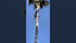 Man climbs a 90 foot tall palm tree in order to trim it