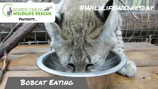 Wait until you hear the noises this bobcat makes while eating