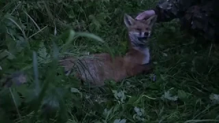 Foxhunting in Norway with Dan Thompson PC5 call