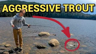 Fishing For Huge Brook Trout In Newfoundland!!