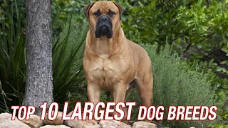 TOP TEN LARGEST DOG BREEDS