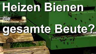 Frage & Antwort: Heizen Bienen die gesamte Beute?