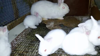 ЖИВЬЁМ Крольчиха съела крольчат