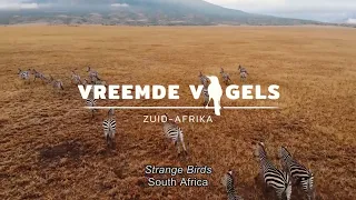 Documentary:  Strange Birds South Africa part 1