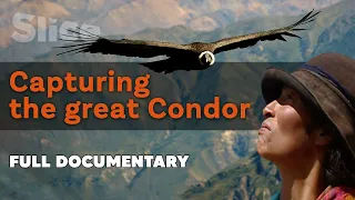 Catching the sacred bird of the Quechua people | SLICE