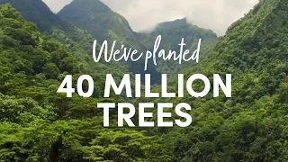 We’ve just hit 40 million trees 🌱 | Ecologi