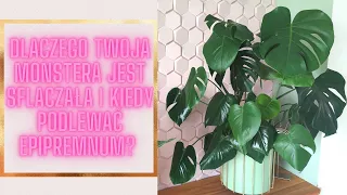 Co zrobić żeby Monstera nie była "sflaczała"?😪Kiedy podlewać Epi?🤔 Przyrosty w roślinach😍