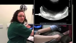 IMV imaging Abdominal Ultrasound Video 7 - Ultrasound exam of the urinary bladder