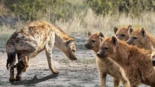 How Hyenas Breeding And Giving Birth In The Wild ?